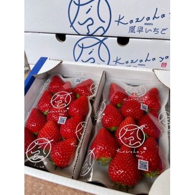 【2026年1月順次発送】風早いちご園 とちおとめ 特選デラックス 4パック【配送不可地域：離島・北海道・沖縄県・中国・四国・九州】