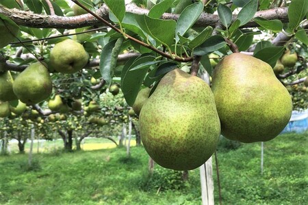 西洋梨（ラ・フランス）６玉　0037-2505