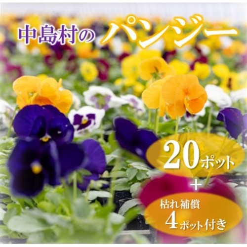 【先行予約】パンジー花苗セット(20+4ポット)【配送不可地域：離島・沖縄】【1494370】
