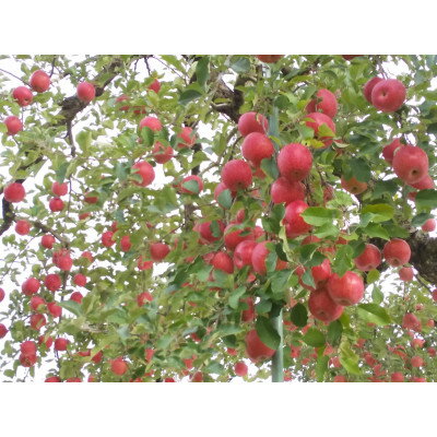 【ふるさと納税】【訳あり】つがね農園　信州産サンふじ　優7~12玉(約2.8kg)【1277766】