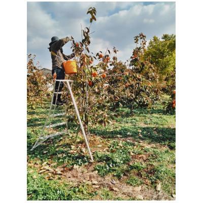 ふるさと納税 橋本市 【2026年11月中旬以降順次発送】和歌山産　大玉　陽豊柿　9〜12玉(2L〜5L)　約3kg |  | 02