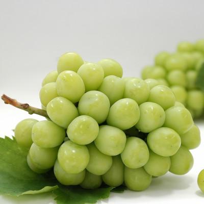 ふるさと納税 三豊市 【発送月固定定期便】三豊市シャインマスカット大箱定期便全3回