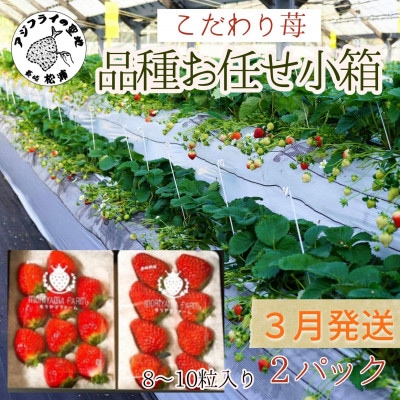 【2026年3月発送】こだわり苺　品種お任せ小箱 8粒～10粒×2パック【配送不可地域：離島】【1470640】