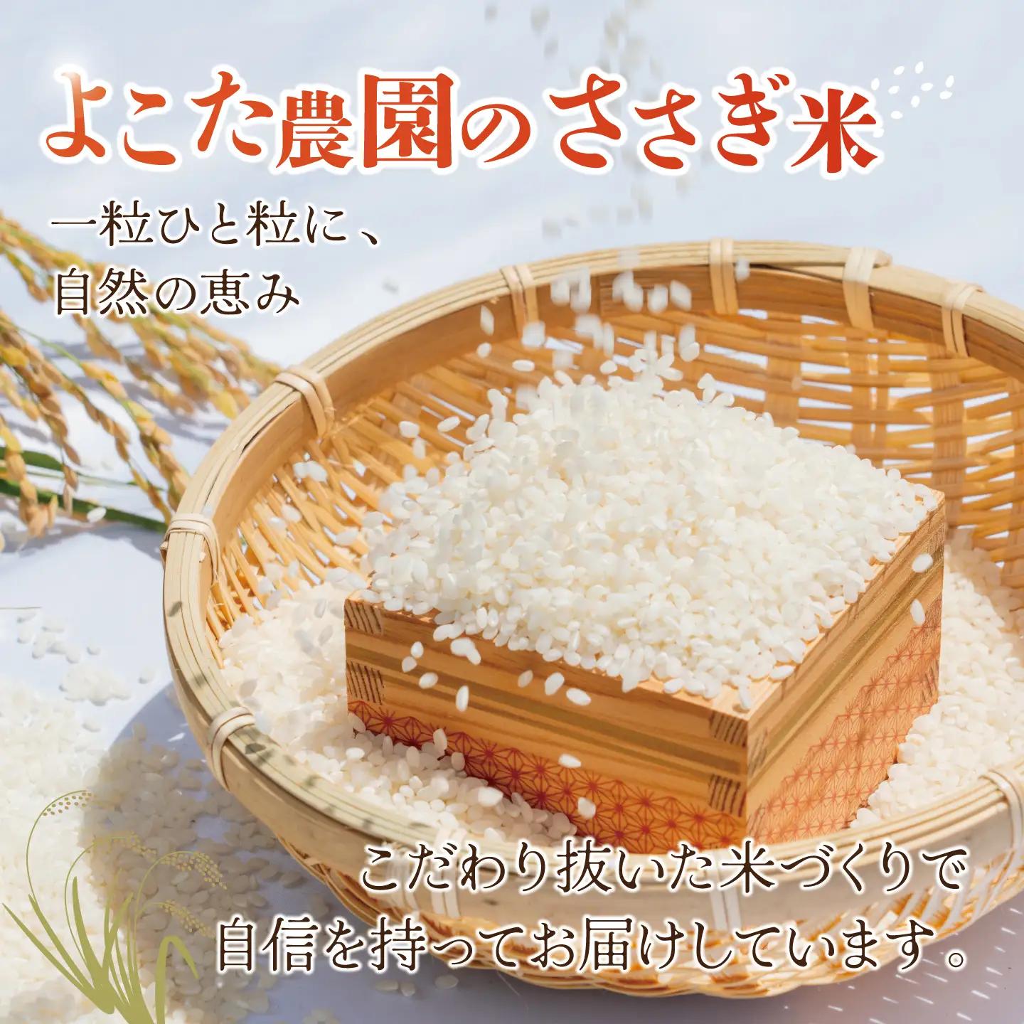 【6回定期便】令和8年産 コシヒカリ 精米 30kg 新米 こしひかり