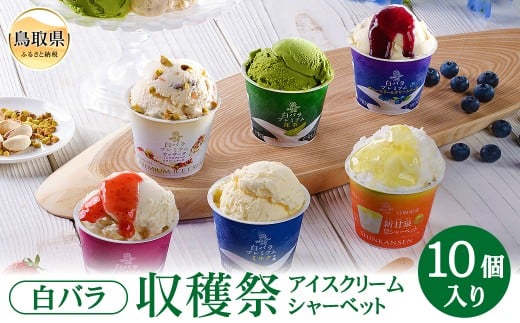 B25-045 収穫祭１０個入