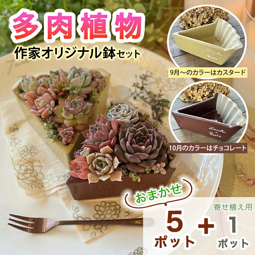 【ふるさと納税】[作家オリジナル鉢セット] 多肉植物 苗 おまかせ 5ポット+寄せ植え用1ポット付き｜ガーデニング 植物 観葉植物 [1385]