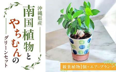 南国植物とやちむんのグリーンセット 観葉植物 エアープランツ インテリア 雑貨 小物 おしゃれ ナチュラル 沖縄市 / 草花屋ふれあい[BCDX001]