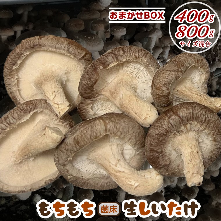 
                  もちもち菌床生しいたけ　おまかせBOX　400g 800g 選べる　椎茸 しいたけ きのこ 菌床栽培 生 パスタ スパゲティー 味噌汁 揚げ物 煮物 万能食材 大きい サイズいろいろ おまかせ 千葉県 富津市
                