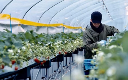 【ご褒美いちご】「ゆうやけベリー」「とちおとめ」の食べ比べセット 約280g×2パック F20C-987