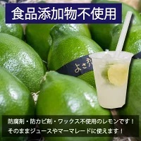 【7月下旬より順次発送】グリーンレモン 10~12個入 約1.5kg以上 ﾚﾓﾝﾚﾓﾝﾚﾓﾝﾚﾓﾝﾚﾓﾝﾚﾓﾝ