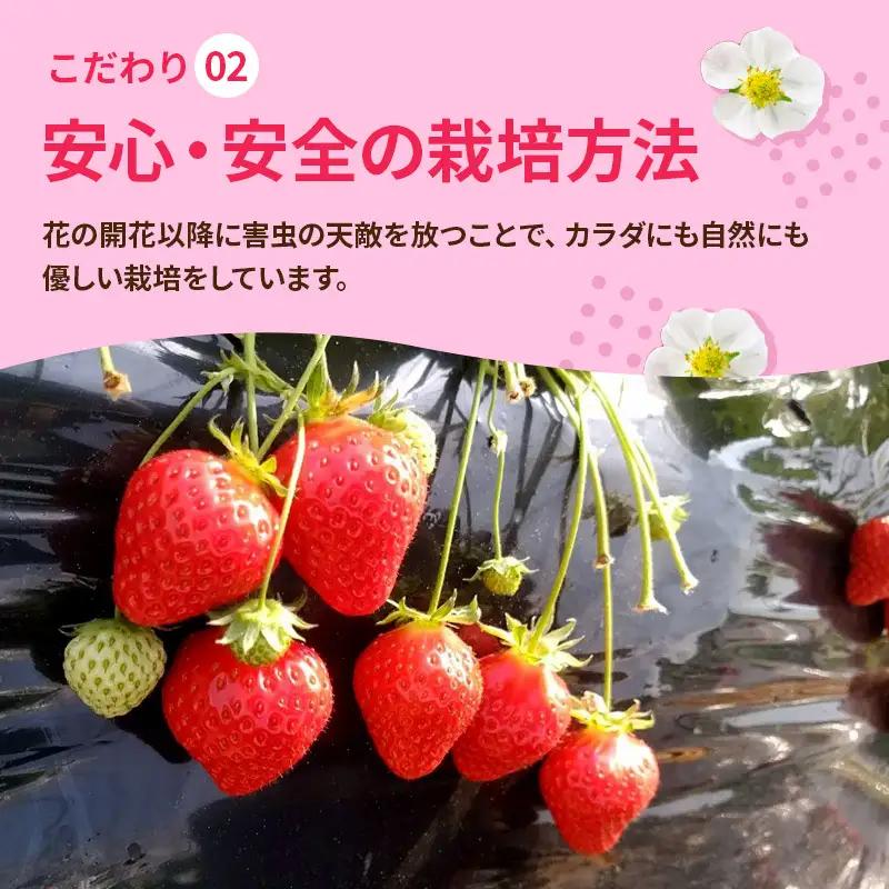 いちご 3回定期 古都華 約500g 250g×2パック 先行予約 高評価 冷蔵配送 フルーツ 果物 旬 産地直送 農家直送 完熟 旬の果物 お取り寄せ おやつ デザート ことか イチゴ 冷蔵 奈良県