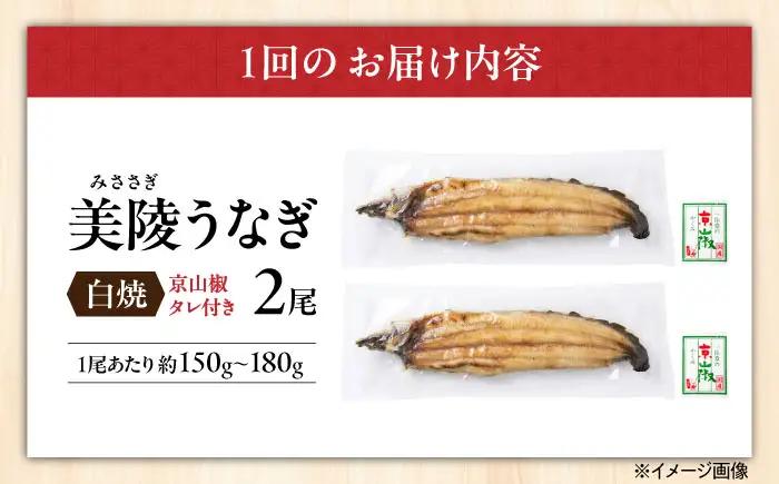【全6回定期便】鰻 鰻の白焼 2尾/ 美陵鰻 鰻 うなぎ ウナギ 蒲焼 蒲焼き かば焼き かばやき 白焼き 白焼 しろやき しらやき 特大 肉厚 うな重 うな丼 ひつまぶし 惣菜 おかず タレ 山椒 