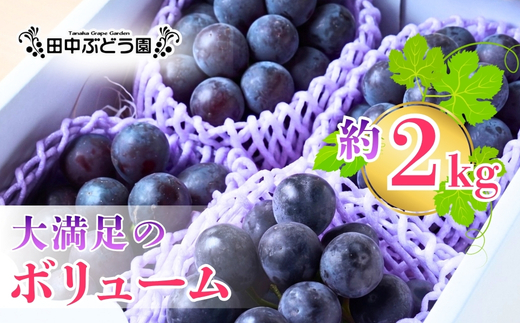 【2026年8月中旬頃先行予約】ぶどう 巨峰 ぶどう詰め合わせ 田中ぶどう園 厳選 巨峰 約2.0kg（4～5房） 詰め合わせ 大粒 種なし ぶどう ブドウ きょほう フルーツ 果物 農園直送 贈答 