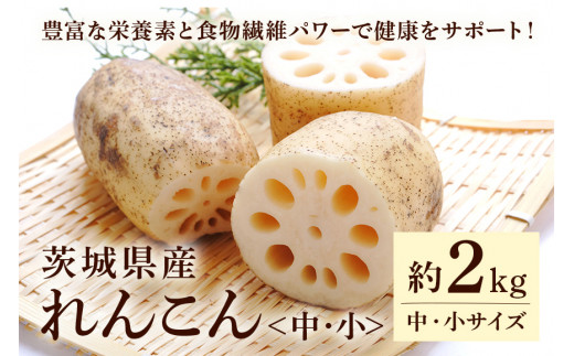 れんこん（中・小サイズ） 2kg 野菜 れんこん レンコン 蓮根 国産 8月上旬～2月中旬まで順次発送予定 51-C