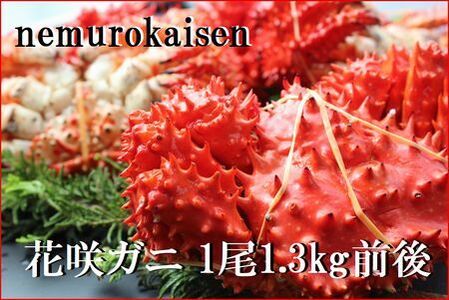 ＜12月22日決済分まで年内配送＞【北海道根室産】花咲ガニ1.3kg前後 D-57038