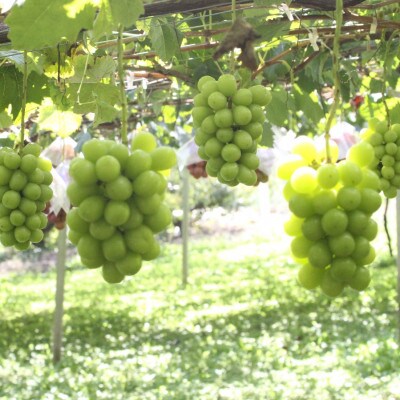 2025年9月下旬発送「幻の牧丘天空シャインマスカット」 約1kg(2～3房)【配送不可地域：離島・沖縄県】