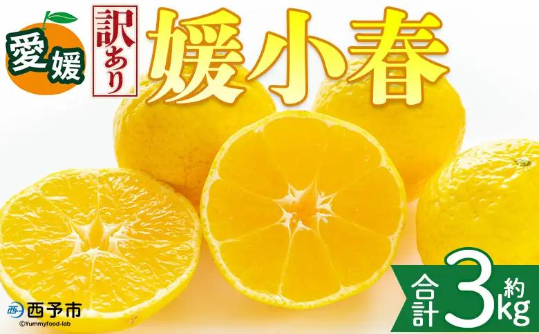 ＜【訳あり】愛媛県産 媛小春 約3kg＞『2027年2月上旬～3月下旬迄順次発送予定』わけあり 訳アリ 希少品種 ひめこはる 高級柑橘 みかん 蜜柑 果物 くだもの フルーツ ミカン 果汁 国産 特産品 株式会社三代目みかん職人 愛媛 西予市【冷蔵】OSM0024