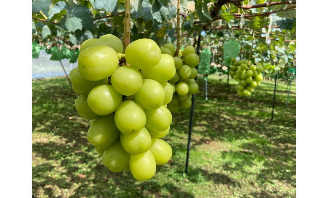 昨年もおいしいシャインマスカットが実りました！