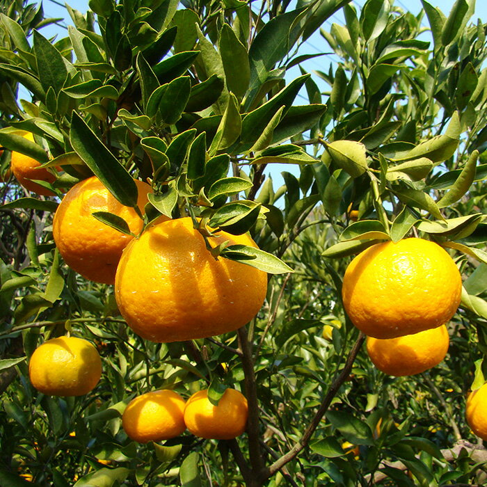 【ふるさと納税】 【 早期予約 】 訳あり ぽんかん 家庭用 5kg 訳あり 道の駅 直送 果物 フルーツ みかん 柑橘 甘い くだもの 果肉 蜜柑 人気 ふるさと納税みかん ふるさと納税果物 ふるさと納税フルーツ おすすめ ランキング 期間限定 国産 ME025_x