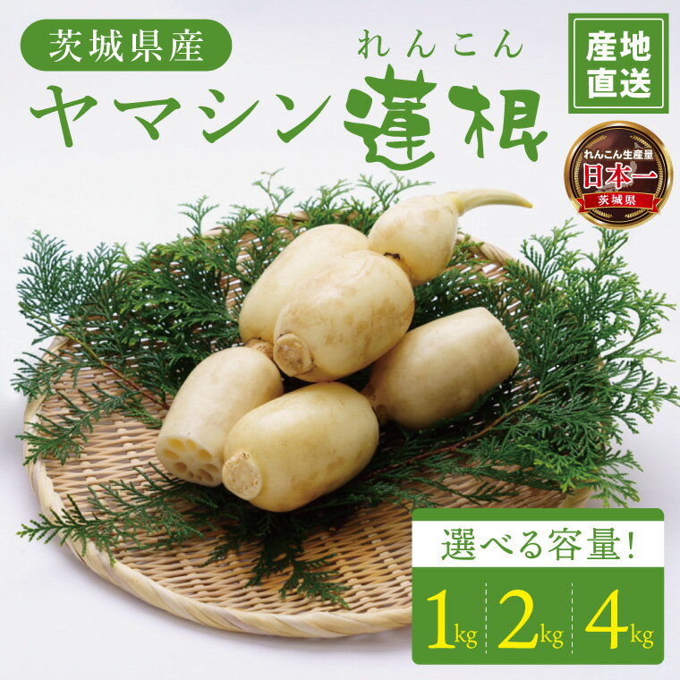 【ふるさと納税】【内容量が選べる】ヤマシン蓮根 1kg・2kg・ 4kg|レンコン 食物繊維 新鮮 シャキシャキ 茨城県 阿見町（98-04）