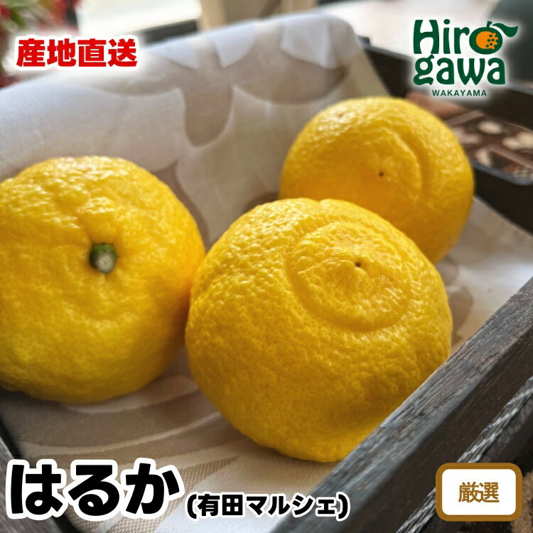 【ふるさと納税】 【先行予約】 【人気柑橘】 特選 はるか みかん ※2026年1月上旬～2026年2月下旬に順次発送 ※北海道・沖縄・その他離島地域は発送不可 / 蜜柑 柑橘 果物 フルーツ くだもの 果実 国産 和歌山 //dekopon