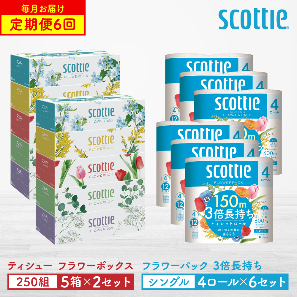【定期便6回】【毎月お届け】【スコッティ】 組み合わせ ティシュー フラワーボックス 250組 10箱 計60箱 トイレットロール シングル フラワーパック 3倍長持ち 24ロール 計144ロール