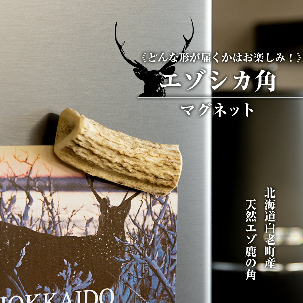 エゾシカ 角 マグネット 冷蔵庫 鹿角 かわいい おしゃれ インテリア 磁石エゾシカ 角 マグネット 磁石 文房具 文具 オフィス 民芸 鹿 雑貨 北海道ふるさと納税 白老 ふるさと納税 北海道