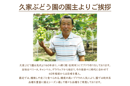 【先行予約】【期間限定】シャインマスカット２房【茨城県共通返礼品/石岡市】【農家直送 果物 甘い 糖度 人気 フルーツ 葡萄 ぶどう ブドウ マスカット 種なし 減農薬 安全 安心 厳選 茨城県】（K