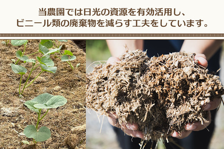 関根農園の日光産「青肉メロン」1玉【2026年9月初旬より順次発送】｜先行予約 メロン 果物 くだもの フルーツ スイーツ 青肉 日光市産 栃木県産 国産 [0851]