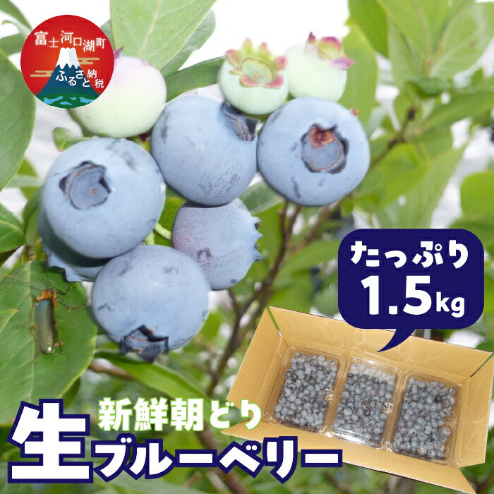 【ふるさと納税】 ＜25年発送先行予約＞＜生産者直送＞新鮮朝取り　生ブルーベリー 1.5kg ふるさと納税 ブルーベリー 朝取りブルーベリー 生ブルーベリー 直送 新鮮 朝食 ヨーグルト 美容 健康 山梨県 富士河口湖町 送料無料 FEC001