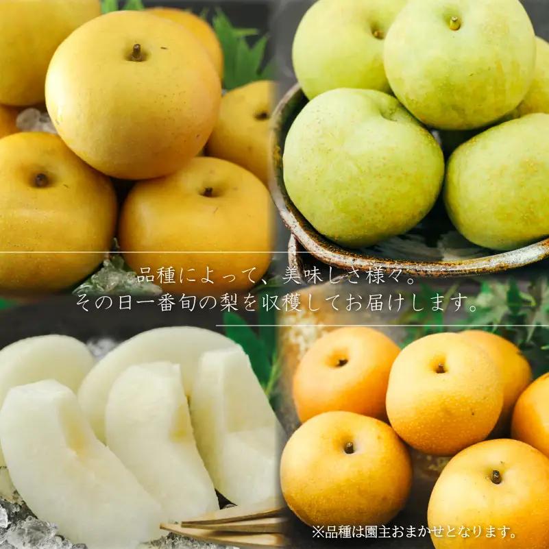 【期間限定】 梨  5kg 品種 おまかせ 8月下旬～9月下旬発送 岡喜農園 令和8年産 数量限定 なし ナシ 幸水 豊水 2026年産 フルーツ 果実 くだもの