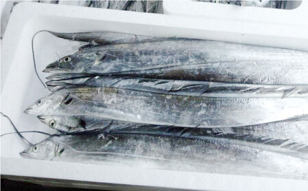 【全12回定期便】旬のおまかせ 厳選鮮魚セット 3~4人前(2~3魚種) 【長井水産株式会社】 [AKAJ023]