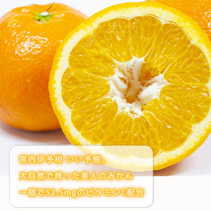  伊予柑 いよかん 約10kg  【家庭用】【1月上旬から順次発送】柑橘類 先行予約 フルーツ 柑橘類 先行予約 果物 フルーツ みかん イヨカン 宮内伊予柑 人気 おすすめ 愛媛 松山 田中農園【T