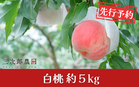 先行予約 白桃 約5kg 令和8年度 贈答用桃 新潟県三条市産 桃 三次郎農園
