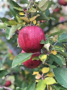 【2025年先行予約】りんご サンふじ 家庭用 約5kg ｜ りんご りんご りんご りんご りんご りんご