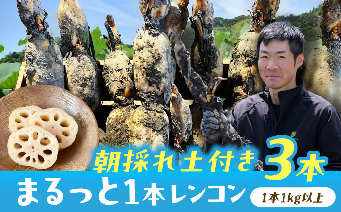 
                  【先行予約】＼毎年9月より順次発送／ れんこん 3kg ＼TVでも紹介されました！！/ 産地直送！朝採れ土付き鍬掘り レンコン 野菜 れんこん 根菜 愛西市 / レンコン兄弟 [AECL002]
                