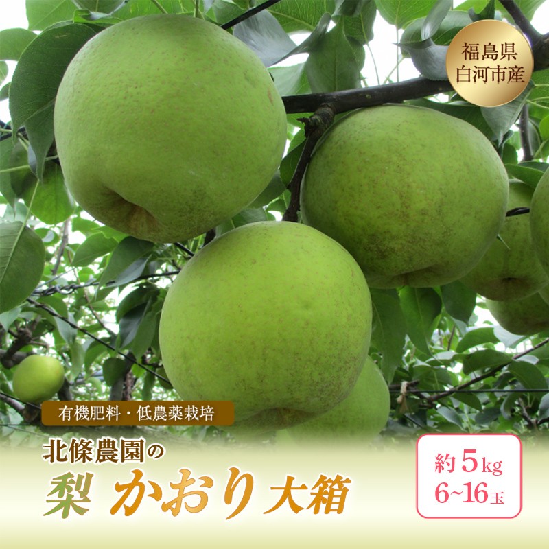 
                  北條農園 有機肥料 低農薬栽培 梨＜かおり＞大箱 約5kg 6~16玉 なし ナシ 福島県 白河市 F21R-118
                