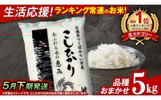 【 5月下期発送 / 数量限定 】茨城県産 精米 5kg (品種おまかせ） 令和6年産 こしひかり 米 コメ こめ 単一米 限定 茨城県産 国産 美味しい お米 おこめ おコメ