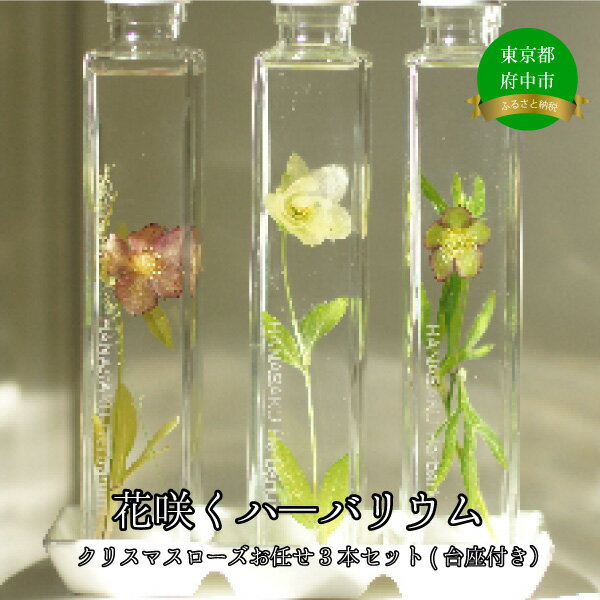【ふるさと納税】花郷園オリジナル品種【花咲くハ―バリウム　クリスマスローズお任せ3本セット(台座付き）】　【ハーバリウム・花・お花・インテリアプランツ・フラワー】