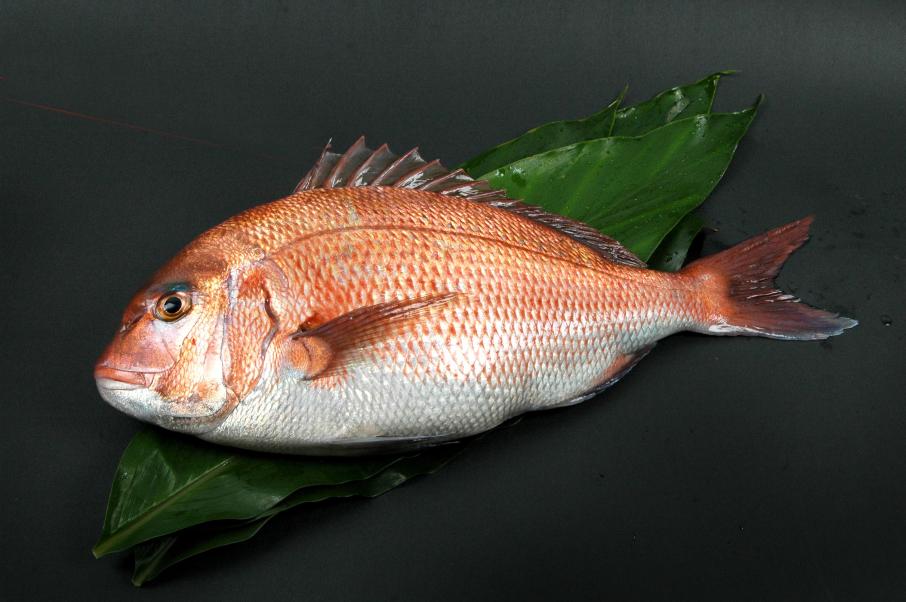 L341　紀州梅まだい２尾（鮮魚）