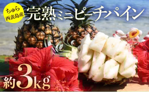 2025年 先行予約 ミニ ピーチパイン 約3kg 6玉～8玉ちゅら西表島産!! 完熟 パイン 果物 フルーツ パイナップル