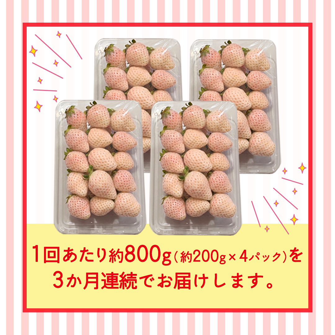 【定期便】白いちご 約200g×4パック 3ヶ月連続お届け便【2027年1月から発送開始】（茨城県共通返礼品 [いちご]：城里町産） 茨城県 県産 人気 厳選 果物 くだもの 旬 旬の果物 旬のフルー