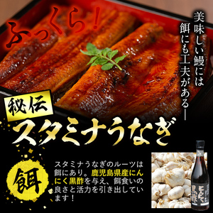 【訳あり】鹿児島県産！秘伝のスタミナうなぎ蒲焼き＜計300g以上/2尾以上＞肝吸いセット！ にんにく黒酢パワーで丸々太った美味しい鰻！ うなぎ ウナギ 鰻 蒲焼き スタミナ 黒酢 ニンニク 不揃い 鹿