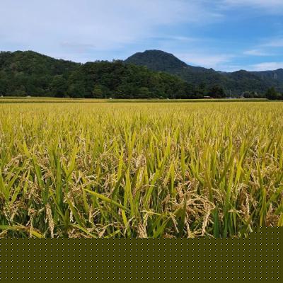 ふるさと納税 壮瞥町 【令和7年産】【3ヶ月定期配送】(無洗米300g)ホクレン喜ななつぼし SBTD157 |  | 02