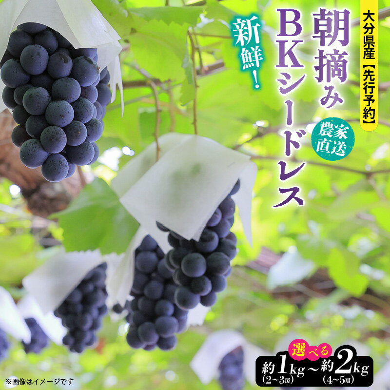 【ふるさと納税】テレビで紹介されました！【先行予約】【選べる容量】令和8年発送 朝づみぶどう BKシードレス 1kg 1.5kg 2kg 2~5房 農家直送 新鮮 採れたて 2026年出荷分 フルーツ 果物 贈答 大分県産 9月 8月 ブドウ マスカット お取り寄せ 人気 おもてなし 送料無料