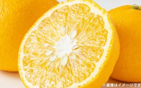甘夏 約10kg  みかん ミカン 蜜柑 果物 フルーツ 甘夏【2026年4月上旬～5月上旬発送予定】