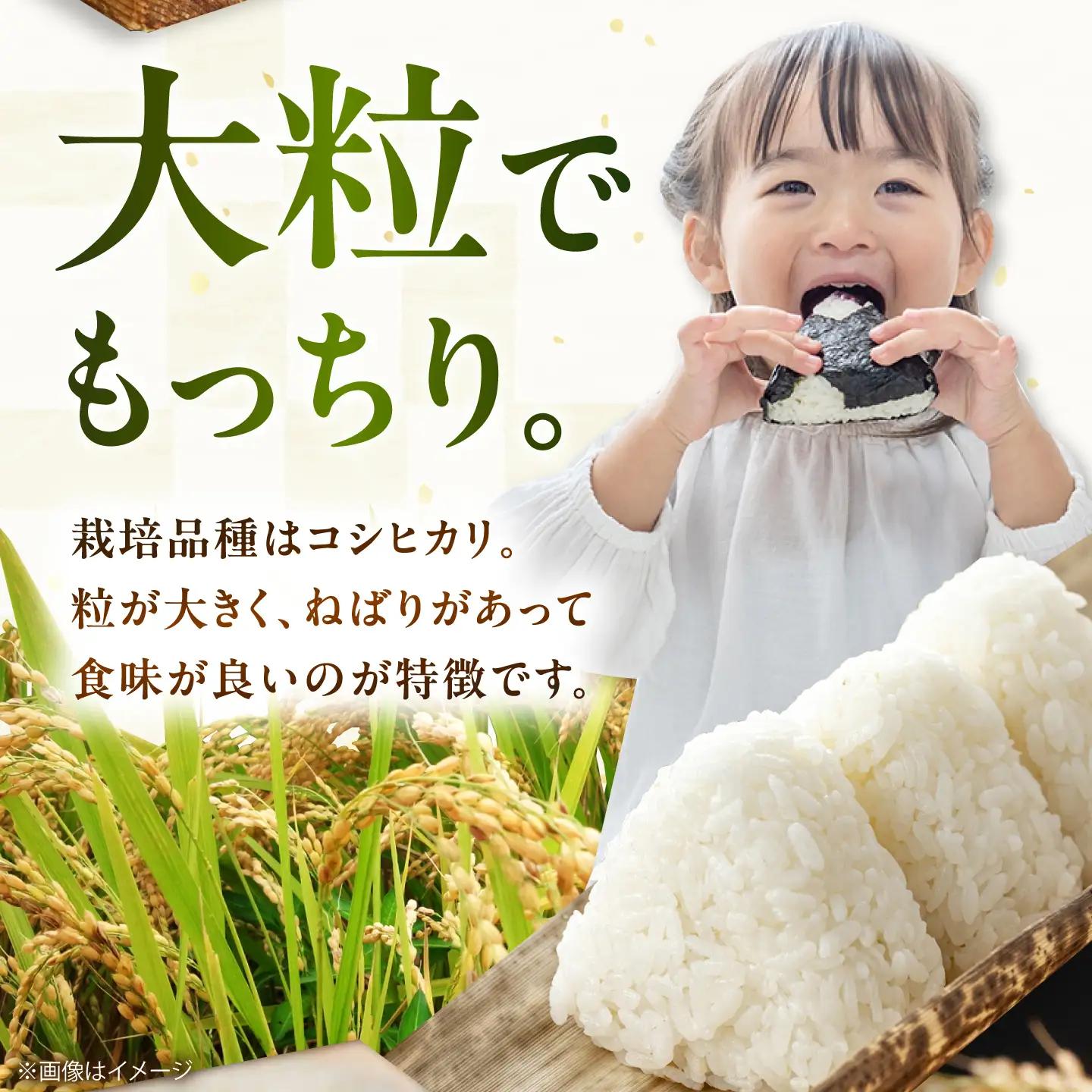 コシヒカリ5kg BIBV008 コシヒカリ