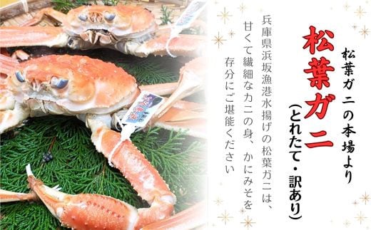 松葉ガニの本場・兵庫県新温泉町　とれたて　訳あり・松葉ガニ(釜茹で・冷蔵)　1～2枚入【1149854】