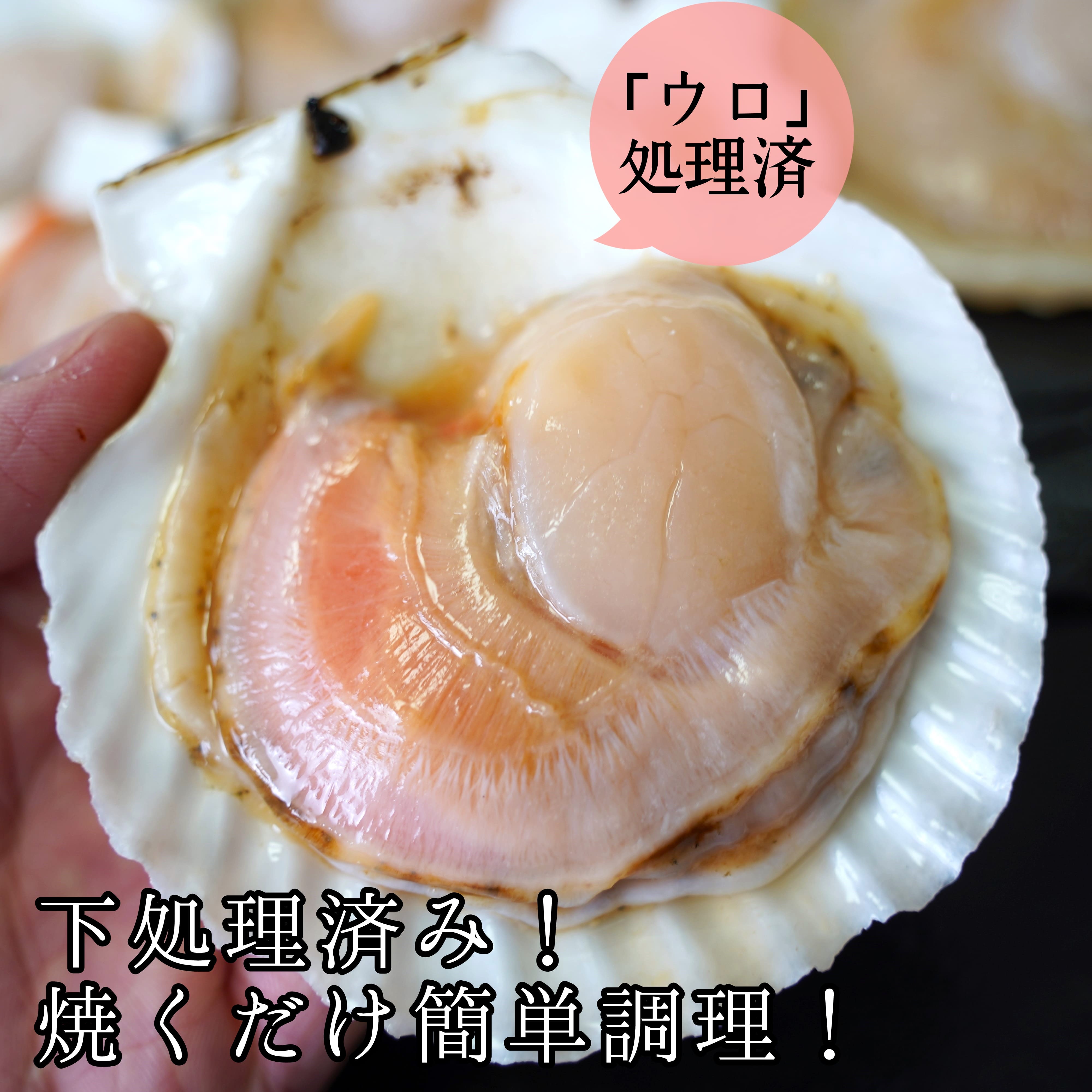 北海道産ほたて片貝　10枚入り　ウロ処理、洗浄済み殻付きほたて_イメージ2