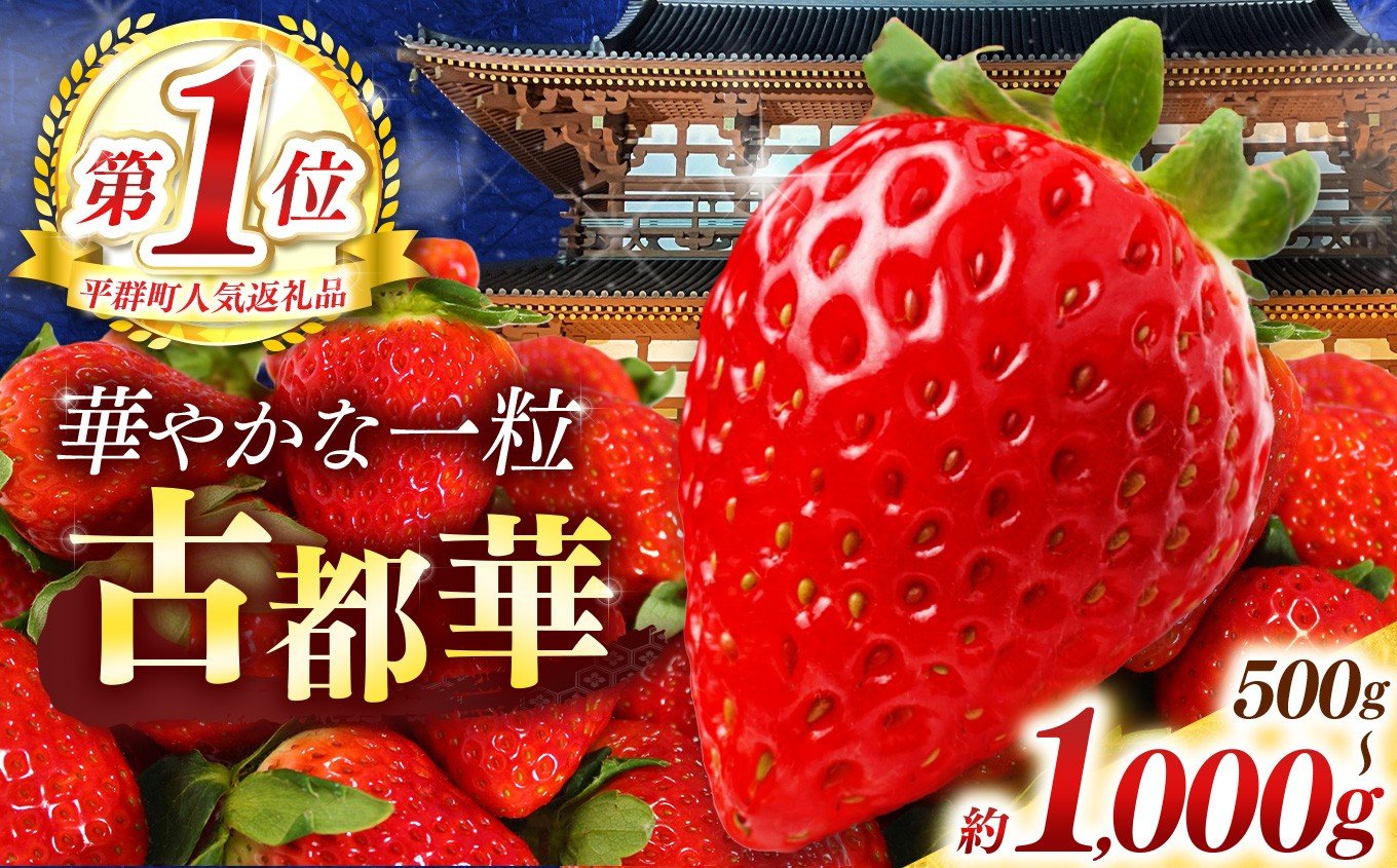 
            高評価 ！ 平群 の 古都華 約 500g～ 1000g （2～4パック） M ～ 3L サイズ 選べる容量  | 先行予約 フルーツ 果物 くだもの ブランド いちご 苺 古都華 ことか 甘い 大人気 満足 希少 希少品種 ストロベリー 美味しい 品種 特徴 糖度 ルビー色 2月 3月 4月 発送 旬 送料無料 濃厚 香り 果汁 味わい深い お取り寄せ 産地直送 名産地 奈良県 平群 町
          